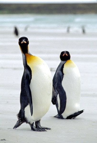 Penguins a Bunch (51 pics)