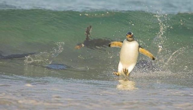 Penguins a Bunch (51 pics)