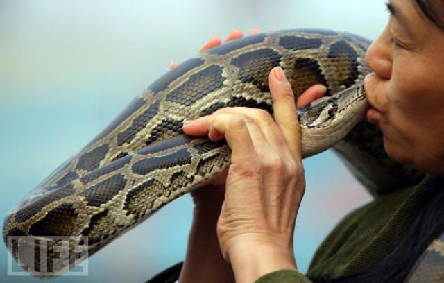 How People Love Their Snakes (23 pics)