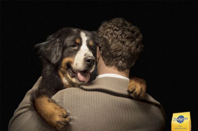 Amazing Ads with Dogs (31 pics)