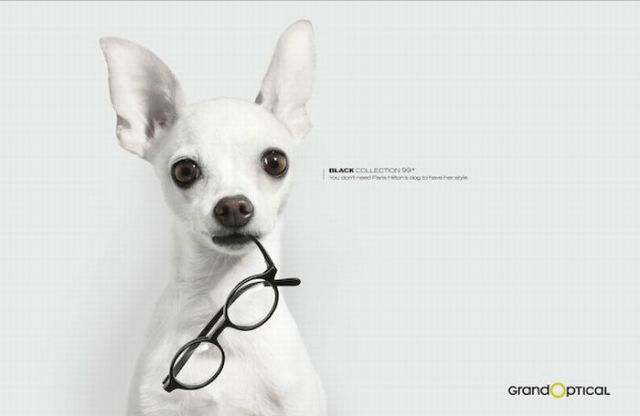 Amazing Ads with Dogs (31 pics)