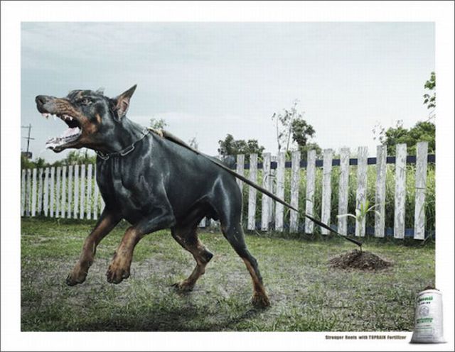 Amazing Ads with Dogs (31 pics)