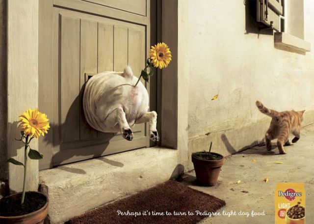 Amazing Ads with Dogs (31 pics)