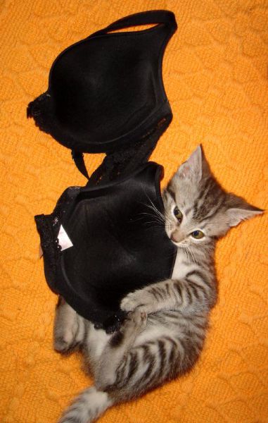 Cats Love Bras Too (37 pics)