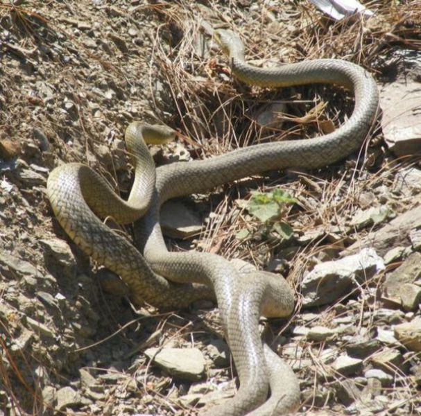 The Way Snakes Are Doing It (26 pics)