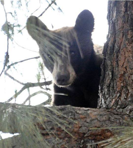 Bear Cub Shot to Be Saved (12 pics)