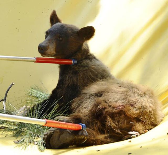 Bear Cub Shot to Be Saved (12 pics)