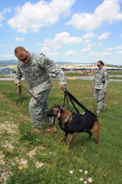 Dogs Do Parachutes Too (23 pics)