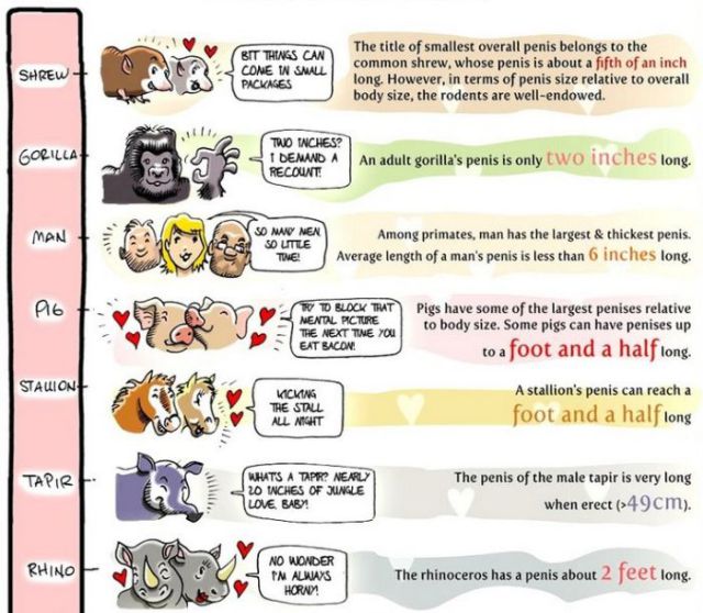 Cat Food Comparison Chart