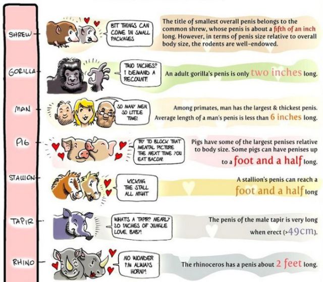 Penis Size Comparison Chart (3 pics) - Izismile.com.