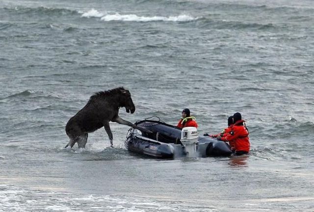 The Rescue of a Moose in Tallinn (28 pics)