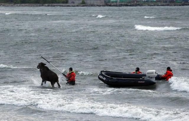 The Rescue of a Moose in Tallinn (28 pics)