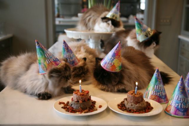 How Cats Celebrate Their Birthdays! (27 pics) - Izismile.com