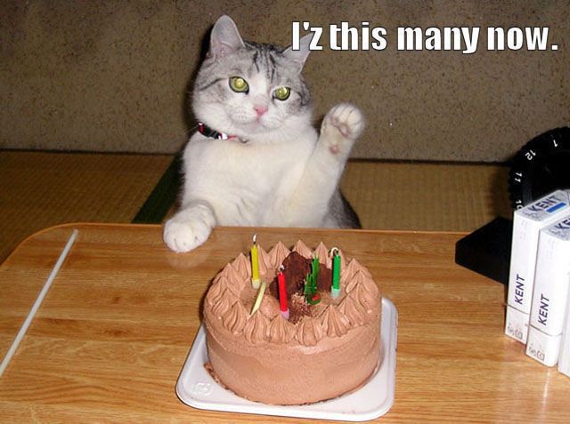 How Cats Celebrate Their Birthdays! (27 pics)