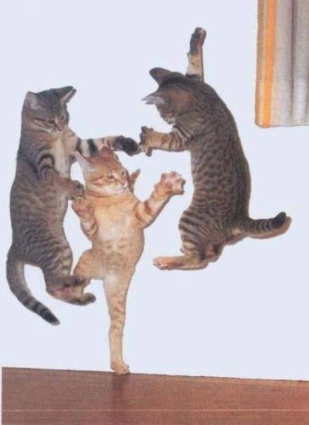 how_cats_celebrate_640_15.jpg