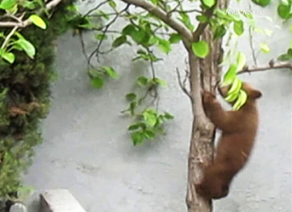 The Bears Are Taking Over (11 pics)