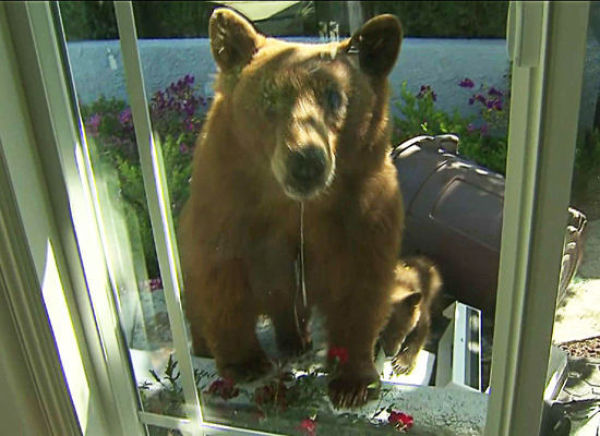 The Bears Are Taking Over (11 pics)
