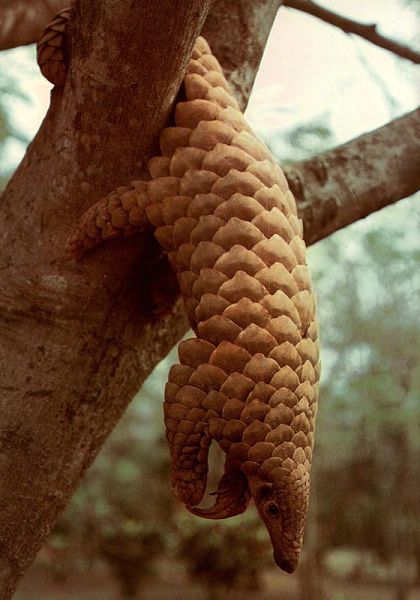 Positive Emotion of the Day - Pangolins (26 pics)