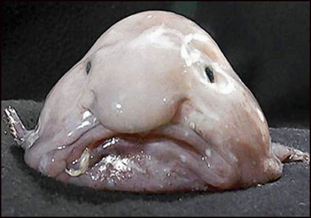 The Fish with Human Face Expressions (30 pics)