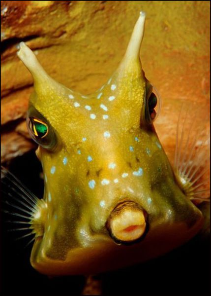 The Fish with Human Face Expressions (30 pics)