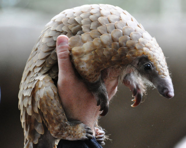 Positive Emotion of the Day - Pangolins (26 pics)