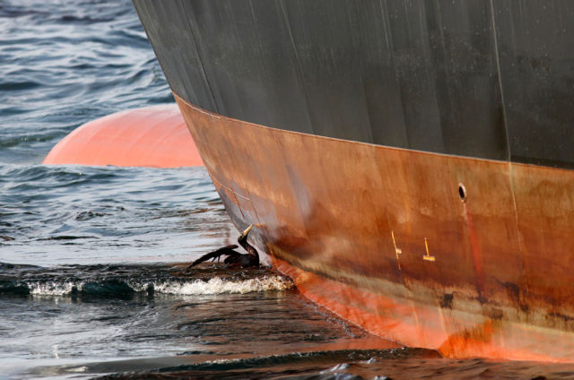 The BP Oil Leak Disaster: Animals Are the First Victims! (26 pics ...