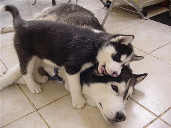 These funny animals (52 pics)