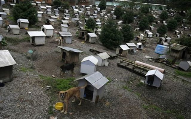 Dog Slums (7 pics)