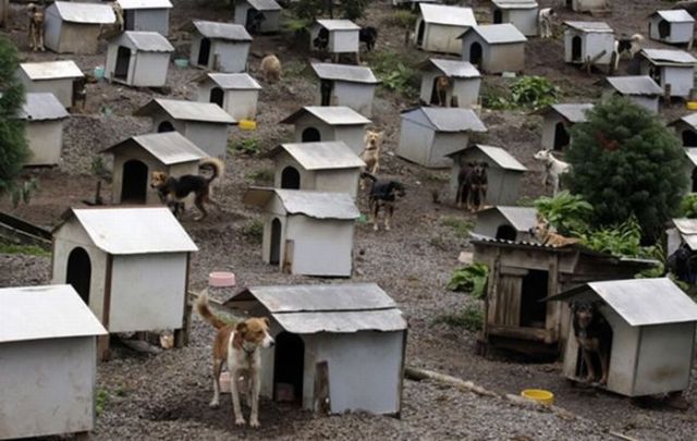 Dog Slums (7 pics)