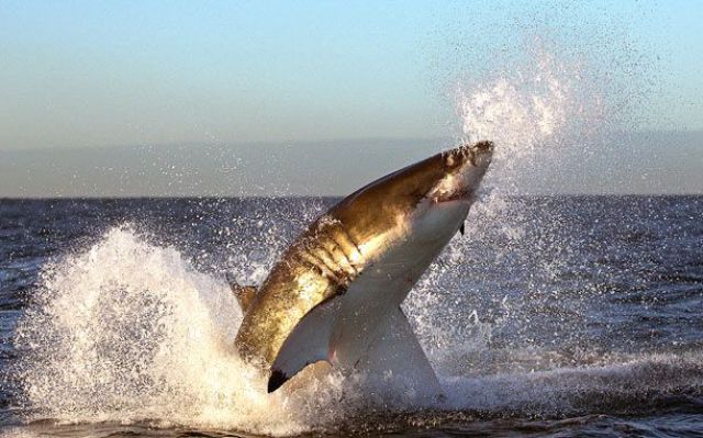 White Sharks Hunt for Seals (9 pics)