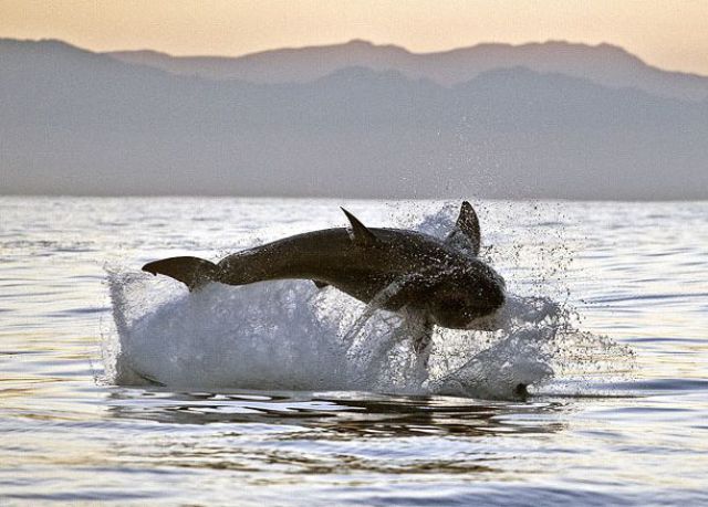 White Sharks Hunt for Seals (9 pics)