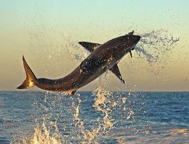 White Sharks Hunt for Seals (9 pics)