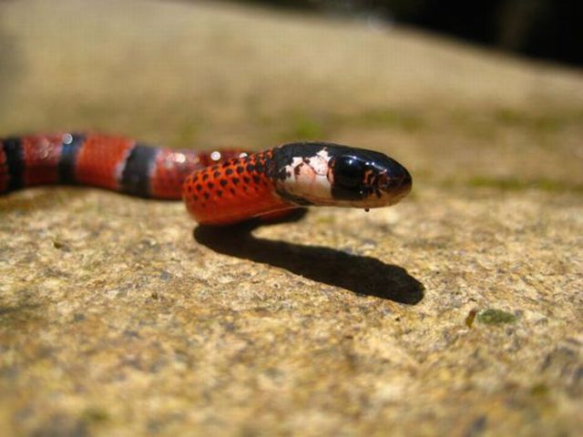 The Most Dangerous Snakes in the World (32 pics)