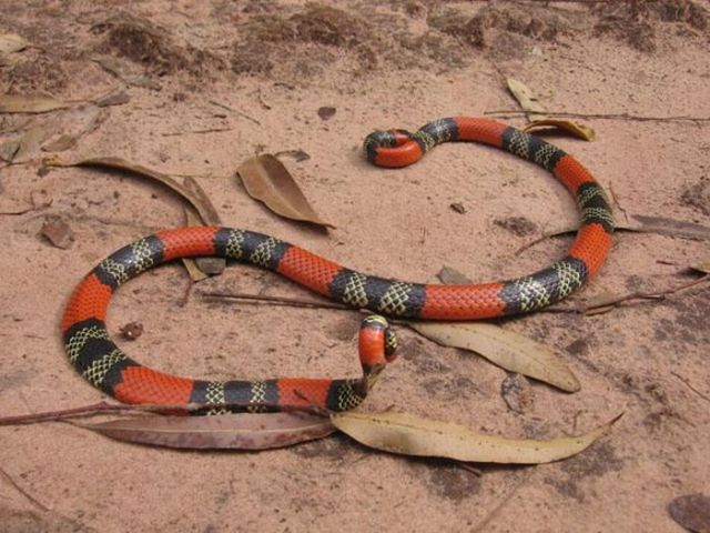 The Most Dangerous Snakes in the World (32 pics)