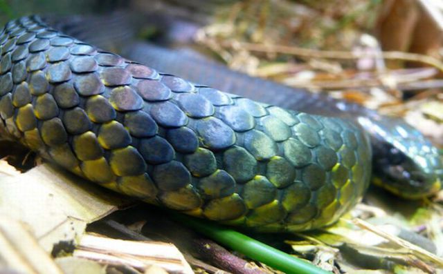The Most Dangerous Snakes in the World (32 pics)