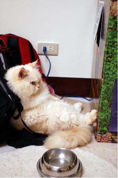 Funny Himalayan Cat (13 pics)