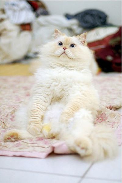 Funny Himalayan Cat (13 pics)