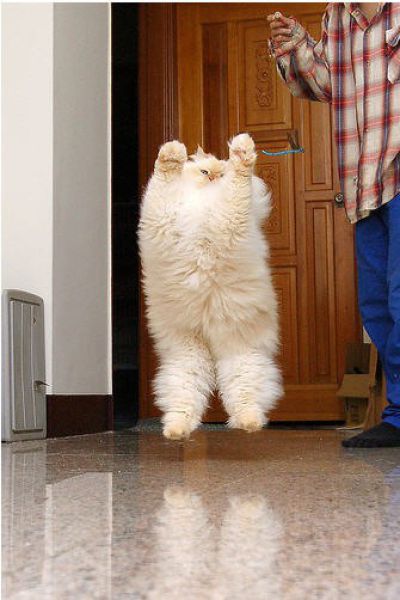 Funny Himalayan Cat (13 pics)