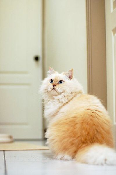 Funny Himalayan Cat (13 pics)