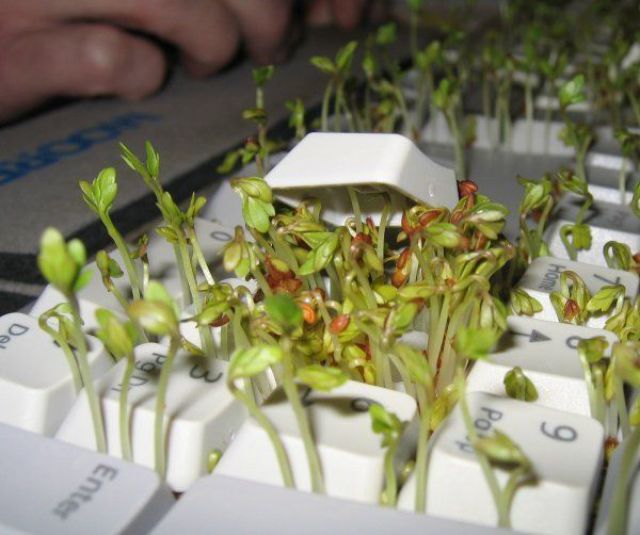 How to Make Your Keyboard Eco-Friendly (8 pics)