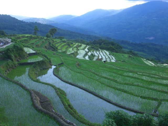 The Most Beautiful Terraced Rice Fields (36 pics)