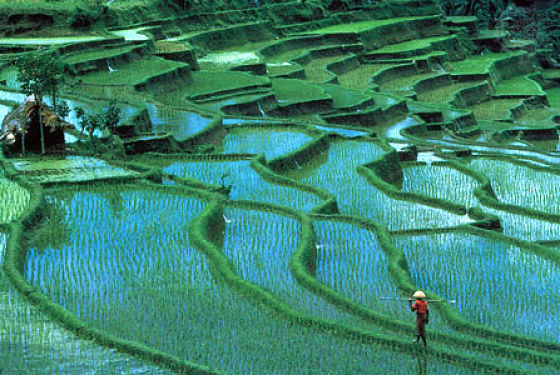 The Most Beautiful Terraced Rice Fields (36 pics)