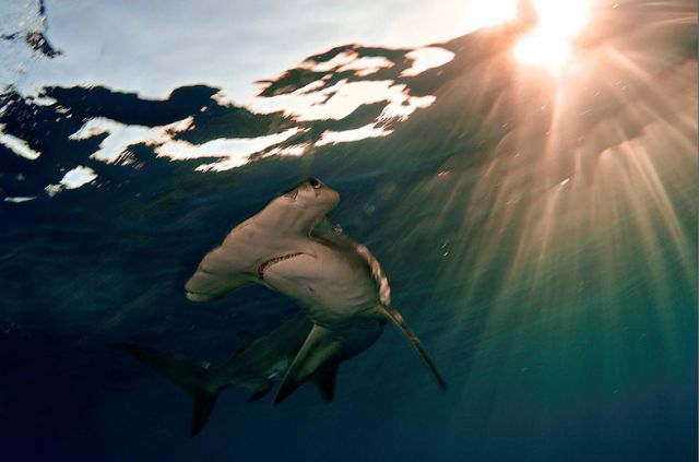 Stunning Underwater Photos (19 pics)
