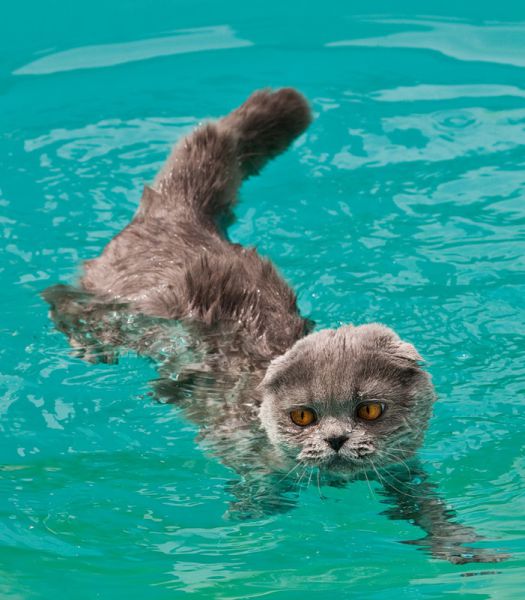 mog cat swimming