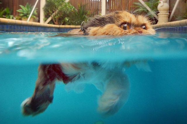 Swimming Cats Are So Funny (29 pics)
