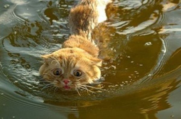 Swimming Cats Are So Funny (29 pics)