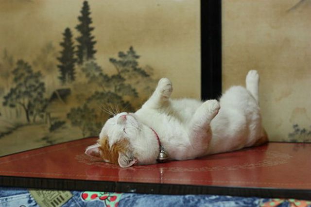 The Laziest Cat in the World (25 pics)