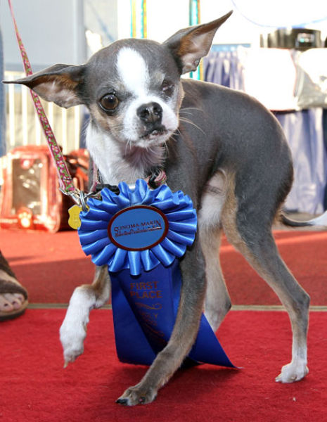 The Ugliest Dog Contest (21 pics)