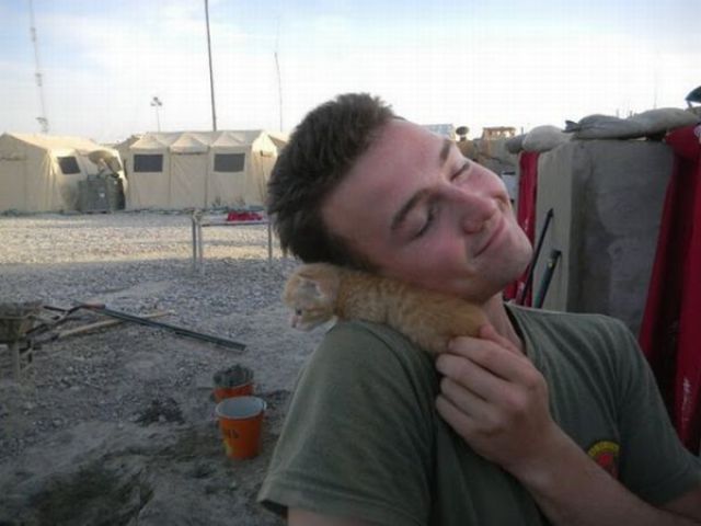 Afghanistan Kittens Move to the USA (21 pics)