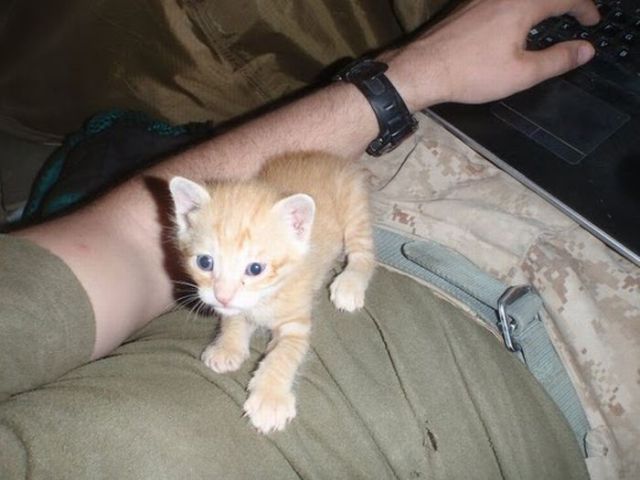 Afghanistan Kittens Move to the USA (21 pics)